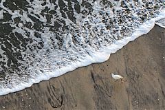 Snowy Egret